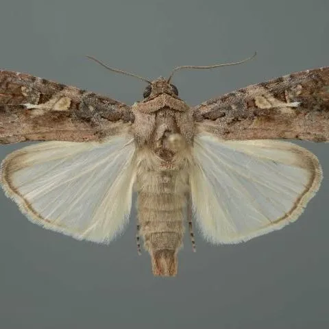 thumbnail for publication: Fall Armyworm, Spodoptera frugiperda (J.E. Smith) (Insecta: Lepidoptera: Noctuidae)